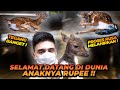 RUPEE LAHIRAN !! BEGINI PROSES RUSA MELAHIRKAN TEGANG BANGET !! AXIS DEER GIVING BIRTH !