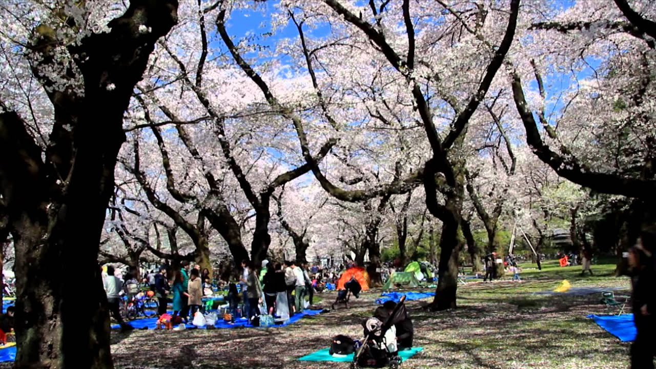 小金井公園桜まつり Youtube