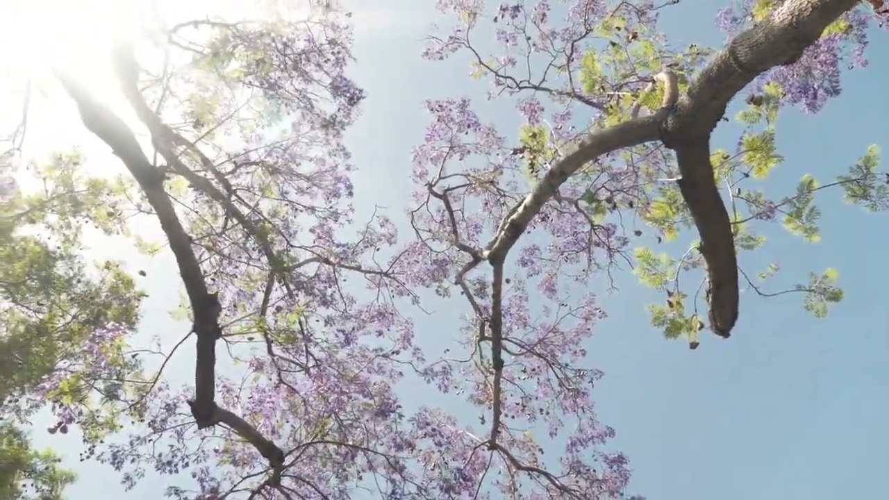 Low angle view of tree branches  