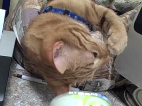 Cute Cat Ronald Loves His Nom Noms 