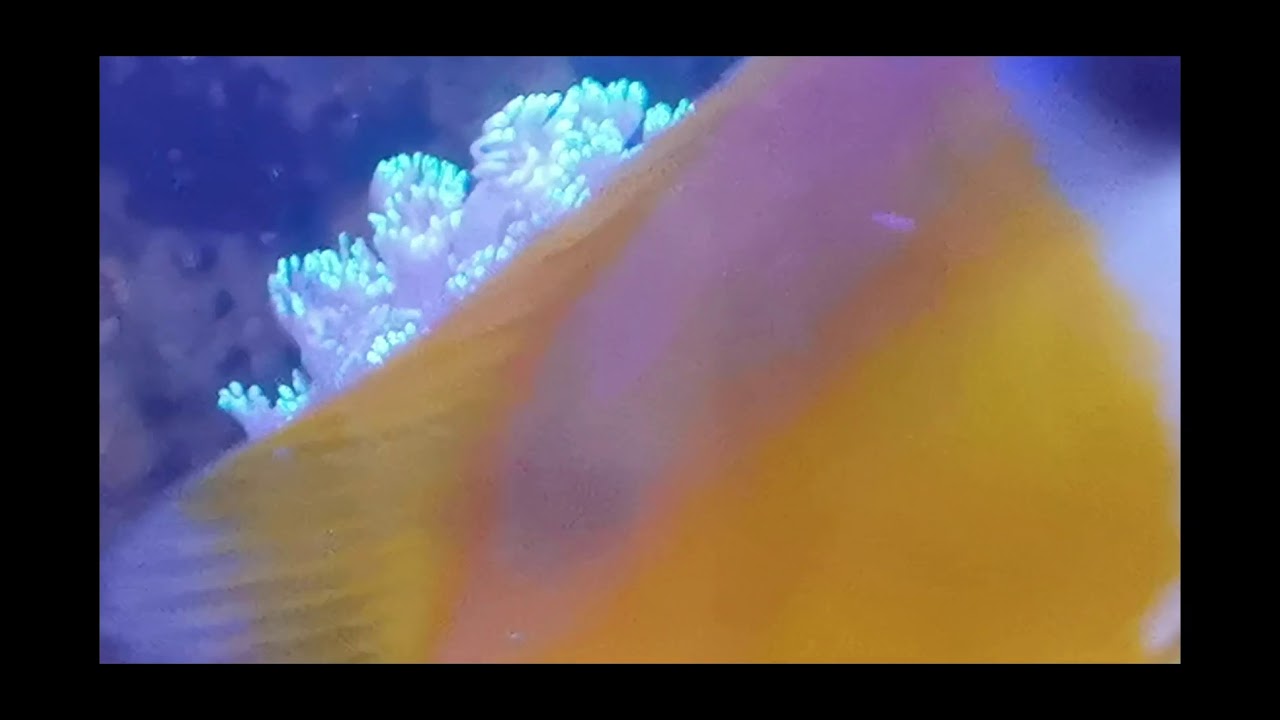 Diary of my reef tank - 03 months 三个月的海水鱼缸 Ep. 1