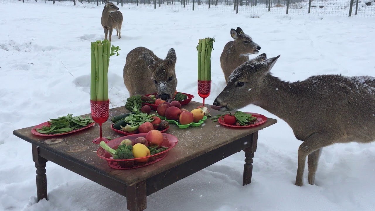 A Deer Dinner for Two ViralHog YouTube