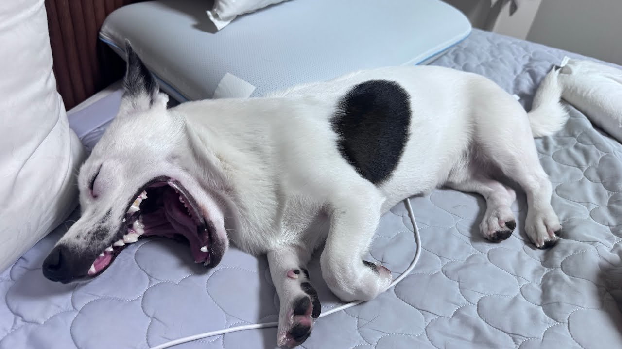 후추 입양 홍보 라이브방송