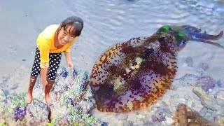 Download Lagu Sea creatures gather on the beach late at night. MP3