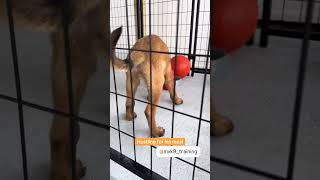 Belgium Malinois puppy. I do not own the copyright of the sound.