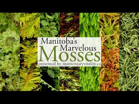 Video: Floating Ricciocarpus - Marvelous Moss