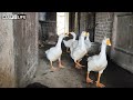 Sustainable Mountain Farming: Free-Range Goats, Ducks, Rabbits, and More | Farm Life