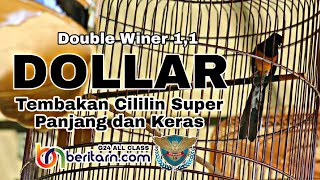 Dollar Nyeri | Muntahkan Tembakan Cililin Super Panjang Tembus Luar Arena Lomba