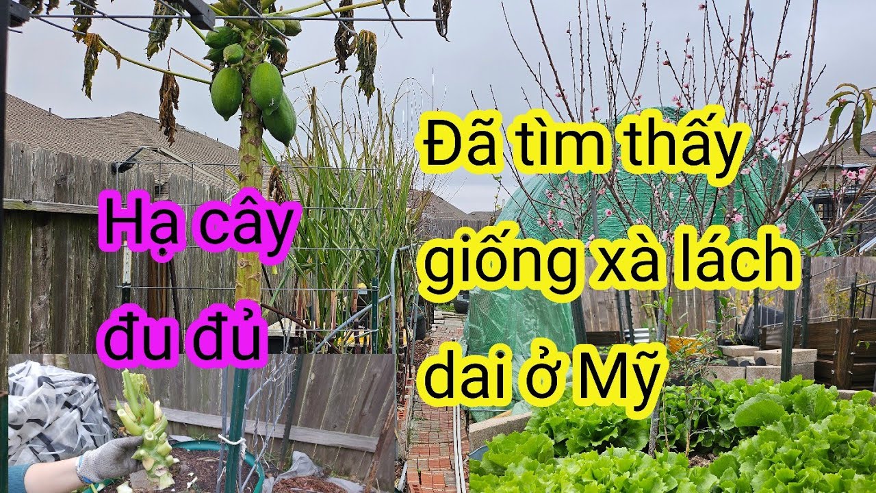 #646:Chia sẻ nơi bán giống xà lách dai châu âu,Cận cảnh đốn 4 cây đu đủ tránh lạnh tại Houston Tx.