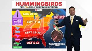 The biggest waves of hummingbirds are moving south across Indiana right now | Fall 2026 migration