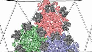 A virus that eats bacteria in 3D Simulation