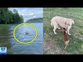 湖で溺れそうになっていた子鹿を救った犬。その翌日なんと！母鹿と子鹿が会いにやって来ました【感動】