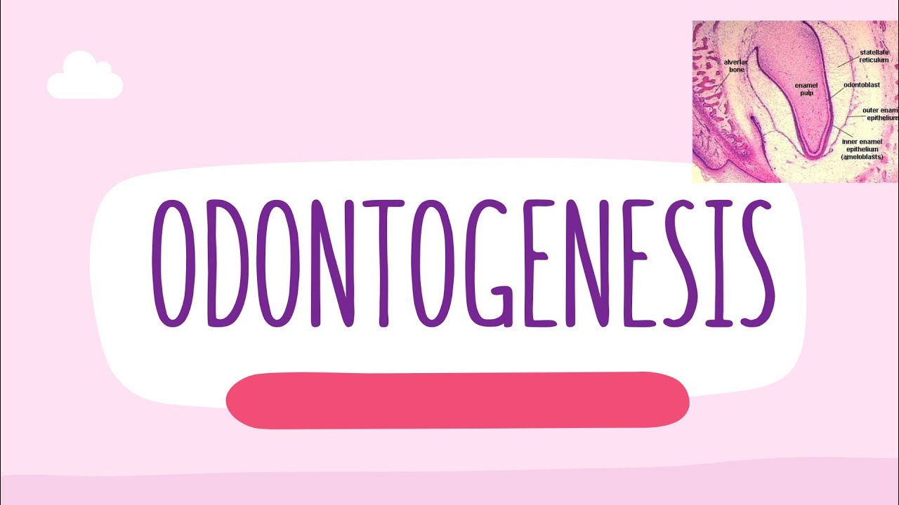 ODONTOGENESIS - HISTOLOGIA 🦷