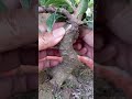 Prune the dominant branch 😊🪴 #BonsaiTechnique #PruningTips #bonsaitree #nature #gardening