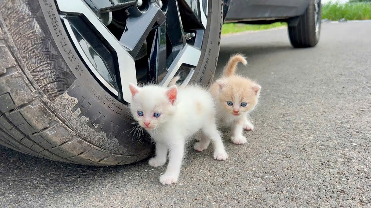 kittens meow in green space, cute and mischievous kittens after being rescued and adoption