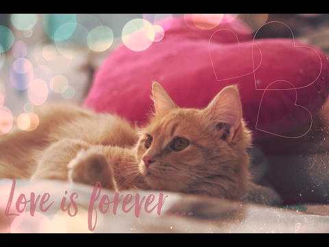 Pets: Next Top Model Round 2 - Valentine's Day - Pets: Next Top Model Round 2 - Valentine's Day