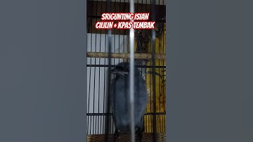 Sri Gunting Isian Cililin & Kapas Tembak