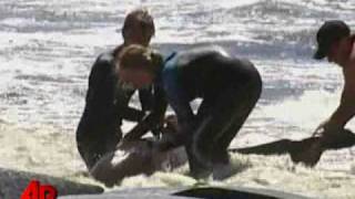 Aussie Rescuers Trying to Save Dozens of Whales