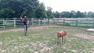 Ranch Roping Slow Motion Shot - Del Viento
