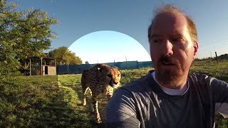 Turning Your Back To Leopards & Cheetahs  BIG CATS Show Their Predatory Nature