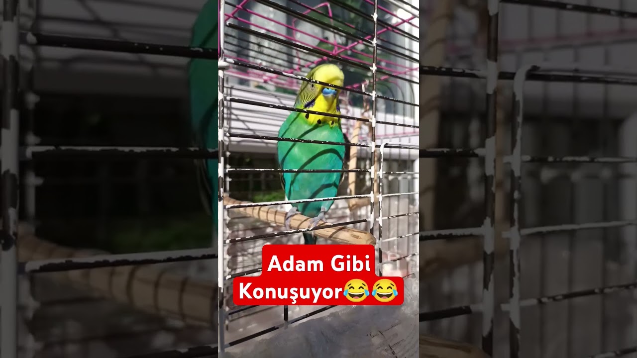 Adamın Dibi 😂 #muhabbetkuşufıstık #birds #muhabbetkuslari #muhabbetkuşu #cuddlychickadee #budgies