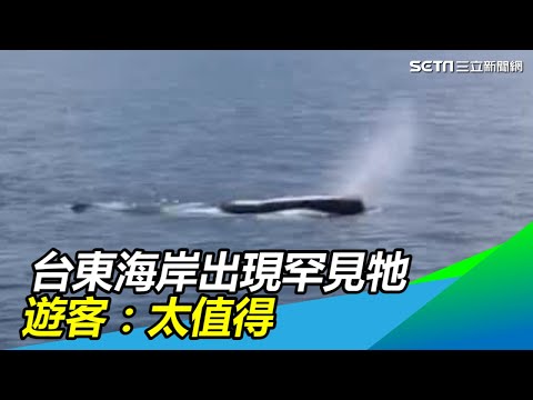 台東海岸罕見抹香鯨！遊客手機猛拍直呼：「太值得了！」｜三立新聞網SETN.com