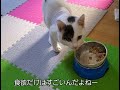 保護猫　子猫のちびちゃん　寝たきりから復活！4カ月目　左肩からまたうみが…😓