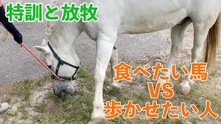 【近況報告】ラックの蹄のために歩かせたい人VS草を食べたい馬【頭放牧もあるよ】