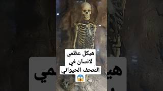 هيكل عظمي لإنسان في المتحف الحيواني بحديقة الحيوان بالجيزة #shortvideo