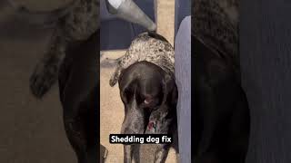 A solution to a shedding dog lol 😂 #petsrule #puppy #cutepet #dog #dogs #pawfect #pet #animal