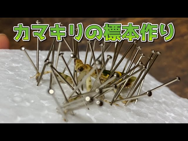 コモンフラワーマンティス　ビネット標本 コモンフラワーマンティス ビネット標本 【公式通販】