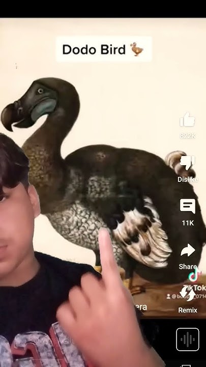 Caught Camera Dodo Bird Found Alive 2018 dodo birds extinct caught on camera - YouTube