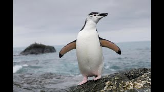 Pinguinoen gainbehera