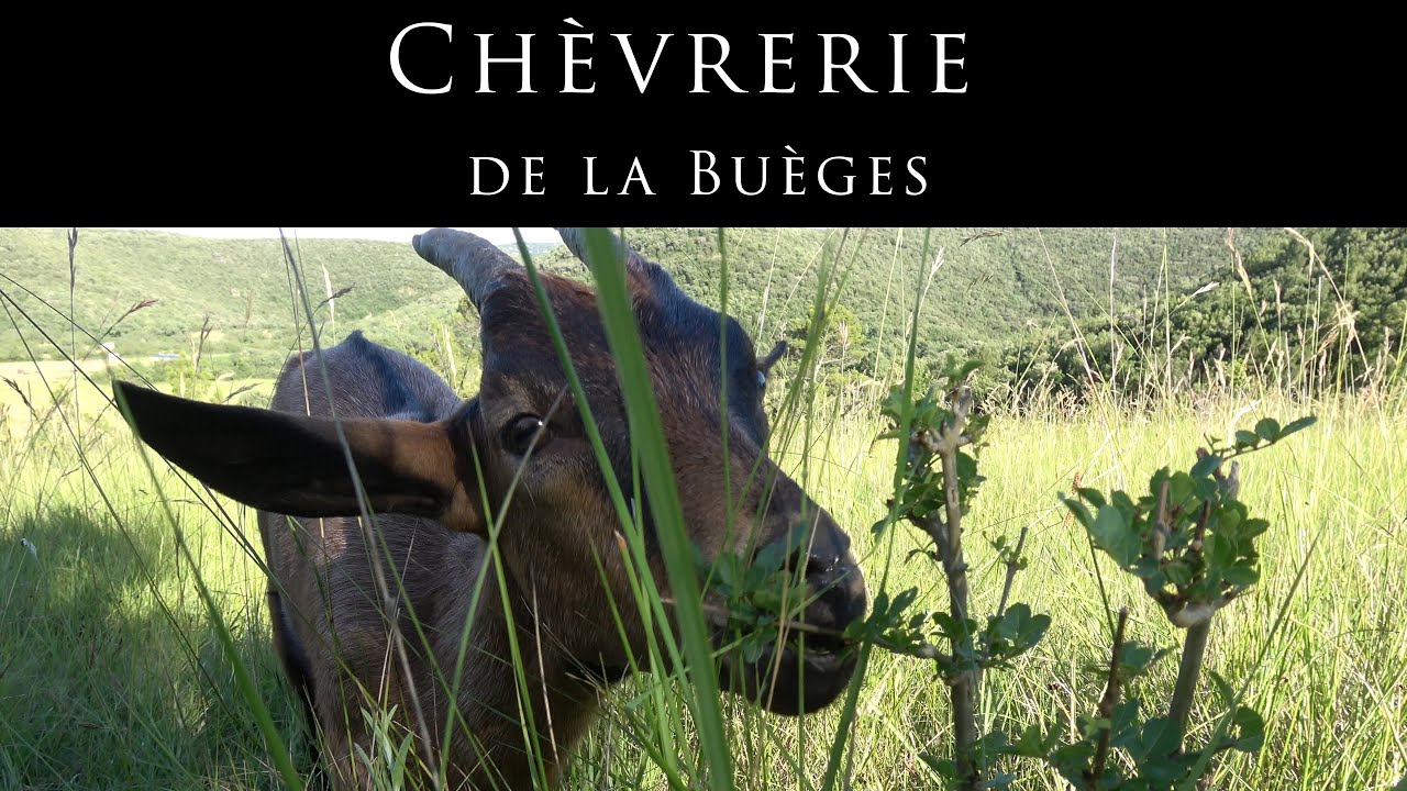 Découverte d'une chèvrerie artisanale : la chèvrerie de la Buèges