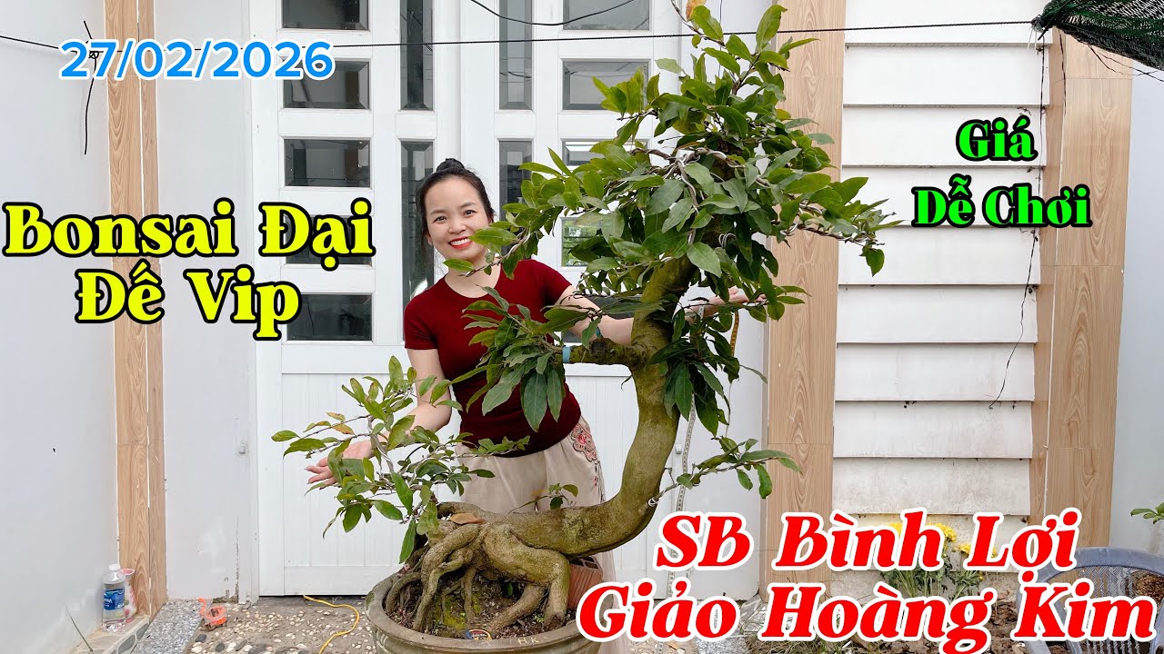[27/02/2026] Siêu Bông Bình Lợi, Giảo Hoàng Kim Bonsai Đại, Đế Vip, Giá Dễ Chơi ☎️Thuý 0982223575
