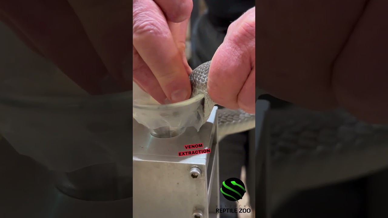 BLACK MAMBA VENOM EXTRACTION!!! 🐍 