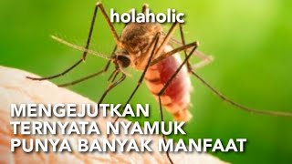 Manfaat nyamuk serangga haus darah pembunuh manusia