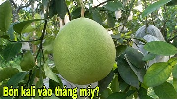 Bón kali vào thời điểm nào cho quả bưởi ngọt || lưu ý khi bón || bưởi Rỏn || when to apply potassium