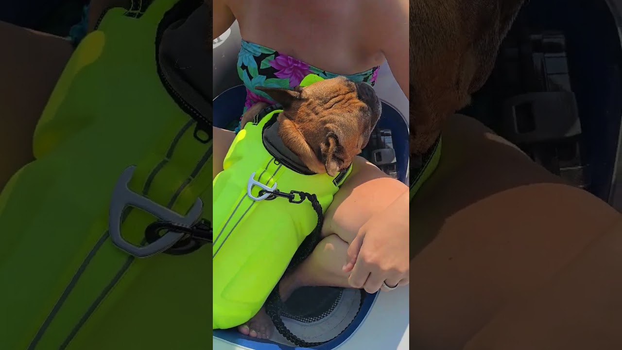 Find Your Happy Place #frenchbulldog #frenchie #puppy #bulldog #ftb