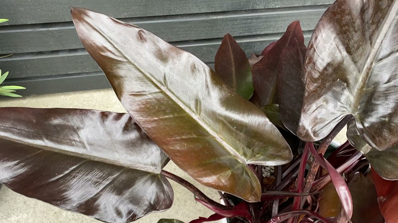 70cm Philodendron Lisa | House Plant | 27cm Pot | 70cm Height