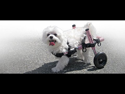 walkin wheels small dog wheelchair youtube