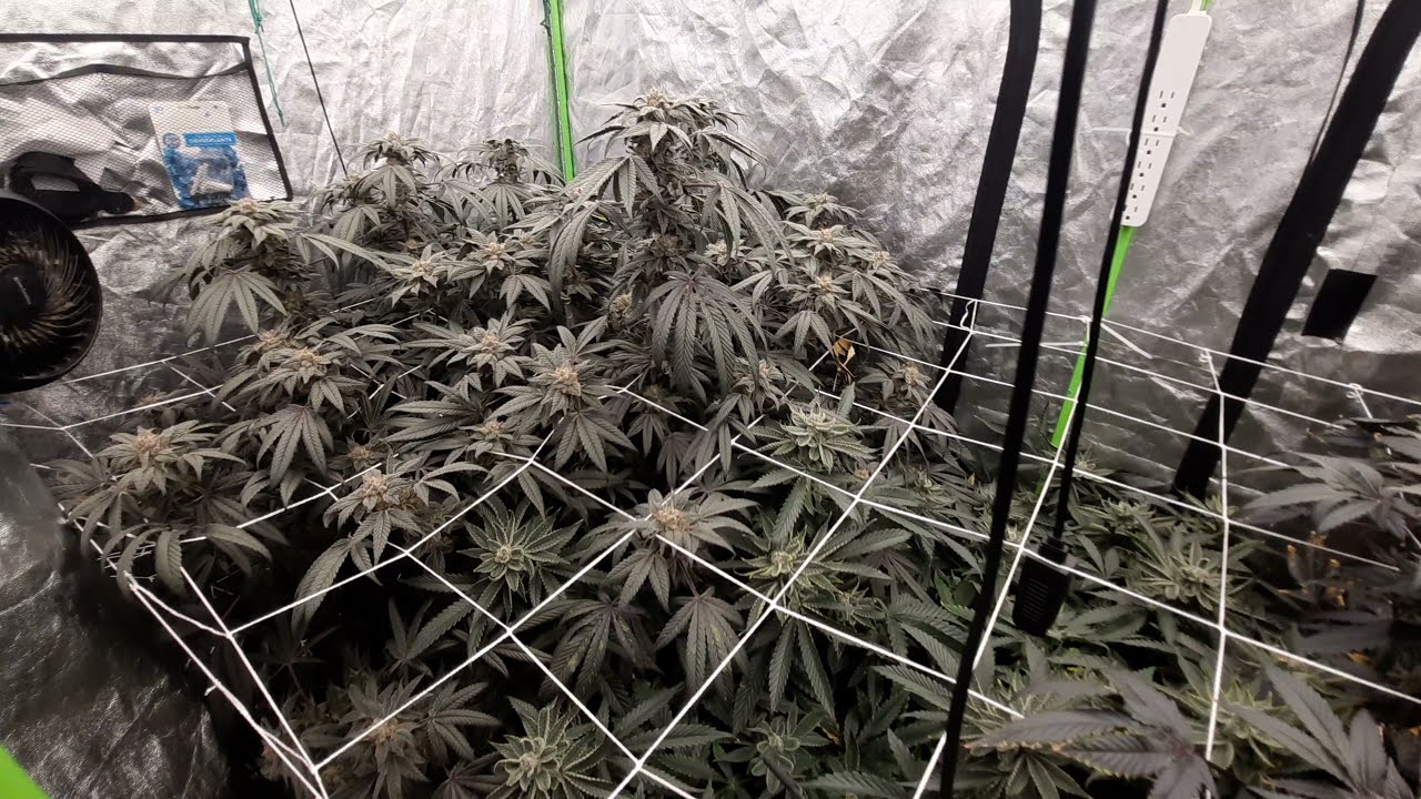 4x8 Grow Tent Week 8 Of Flower | Added UVB Agromax Pure UV Bulbs ( LINK TO SEEDS IN DESCRIPTION)