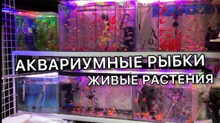 Староконный рынок Одесса | Птичий рынок зима 2023 Аквариумистика