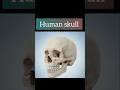 The human body skull#human body#anatomy#shorts