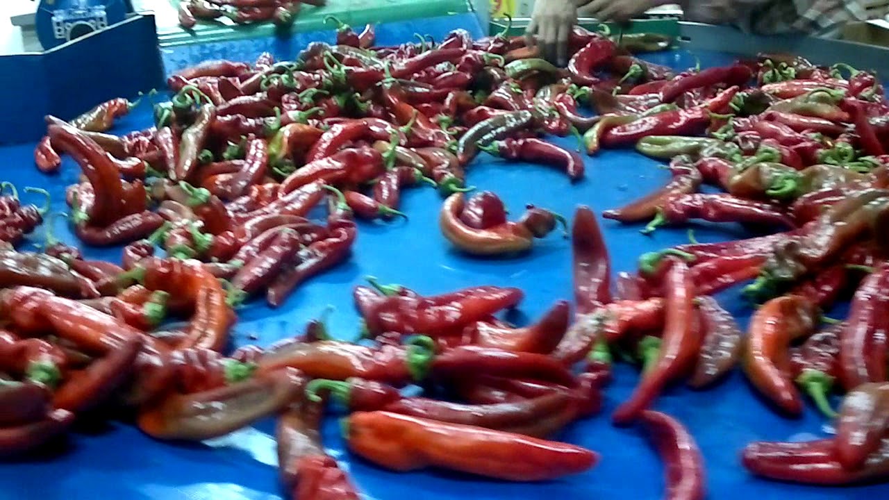 Packing House of Pademor Papper YouTube