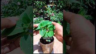 Best Medicinal Plants For Arthritis Grow Ajwain At Home #youtubeshorts #shorts #garden #plants