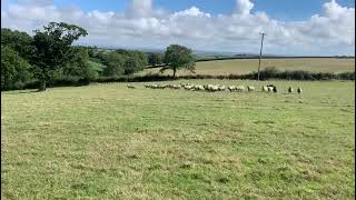 Lot 19 Bala Sheepdog October 2022 by Ruthin Farmers 134 views 1 year ago 5 minutes, 47 seconds