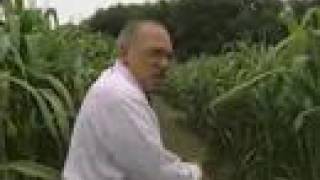 Reporter's Lost In A Cool Corn Maze!