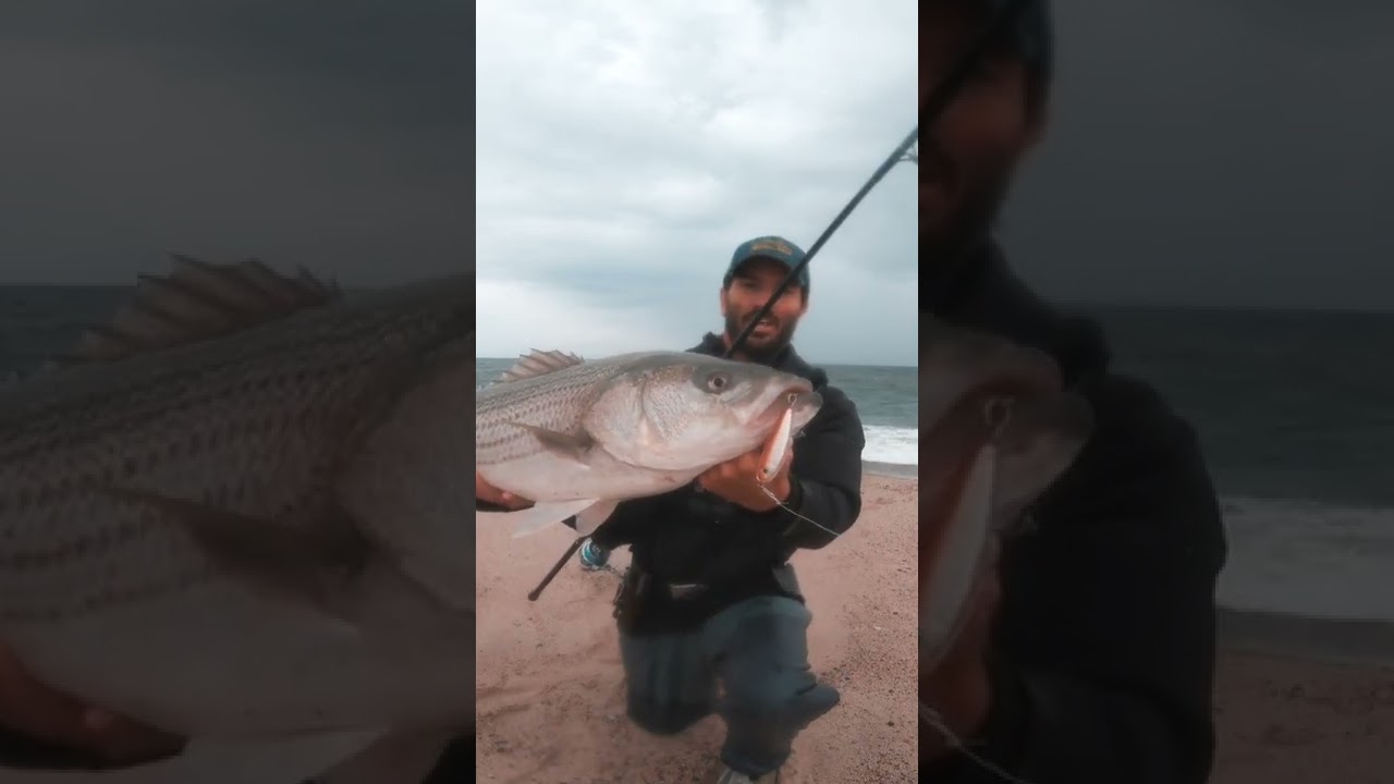Beautiful Striped Bass on Joe Baggs Peanut Resin Jig 