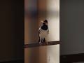 Pied Myna Sound P2